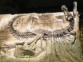 The Royal Tyrrell Museum houses more than 130,000 fossils including Black Beauty, a Tyrannosaurus rex found in the Crowsnest Pass area of southwestern Alberta.