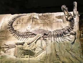 The Royal Tyrrell Museum houses more than 130,000 fossils including Black Beauty, a Tyrannosaurus rex found in the Crowsnest Pass area of southwestern Alberta.