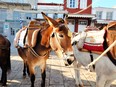 Hydra’s “donkeys” are just as likely to be mules or small horses.