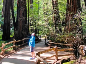 Muir Woods is one of the most accessible stands of ancient redwoods in the world.