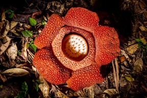 Une fleur de la plante parasite Rafflesia (Rafflesia keithii), également connue sous le nom de fleur du cadavre, à Bornéo
