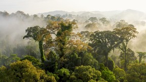 Dipterocarpaceae, les plus grands arbres de la forêt tropicale du monde, Danum Valley, Bornéo. Certains peuvent atteindre plus de 300 pieds de haut.