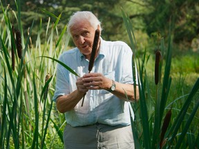 David Attenborough holds the seed head of a Bulrush, Typha latifolia