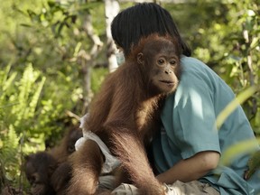 The orangutan Shy Wine leans on vet Lia at the nursery school in Becoming Orangutan.