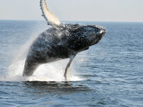 Humpbacks, minkes, belugas and blue whales can be found in the St. Lawrence Estuary.