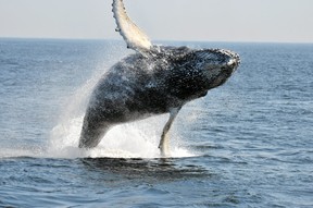 Humpbacks, minkes, belugas and blue whales can be found in the St. Lawrence Estuary.