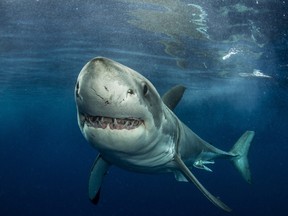 :“Sharks are just incredible predators,” marine ecologist Mike Heithaus says.