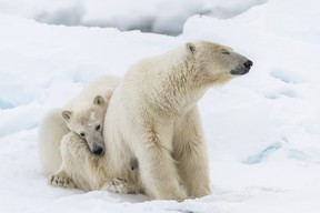 : Une mère ours polaire et son petit ont été photographiés à Svalbard, situé dans l'Arctique norvégien.