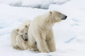 :A polar bear mother and her cub are filmed in Svalbard, which is located in Arctic Norway.