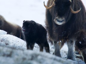 A baby musk ox stands close to its mother in the arctic tundra.
