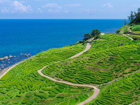 Rice paddy