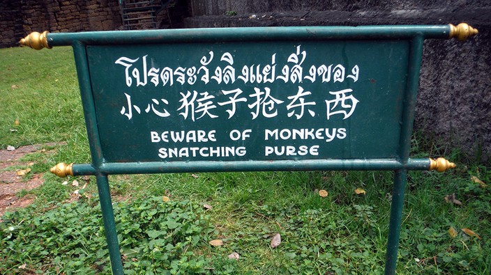 Slingshot cops wage war on Lopburi monkeys in Thailand