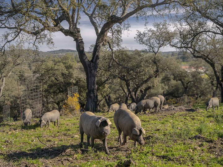  Free-range, IbÈrico pigs in oak tree-studded pastures near the village of Aracena.