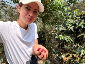 Picking coffee cherries.