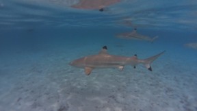Snorkelling with twenty black tip reefs sharks during our cultural lagoon boat tour.