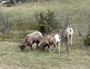 An image of bighorn sheep near Kamloops, BC, Canada.