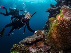 Jody Robbins explores Australia's Great Barrier Reef and comes across clownfish hiding in anenome.