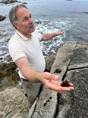 Forager Fred Dardenne seeks wild edibles at Prospect Bay, N.S., not far from Halifax.