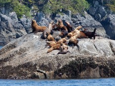 Male Steller sea lions bask in the sun on a rocky haul-out site in the Great Bear Rainforest.