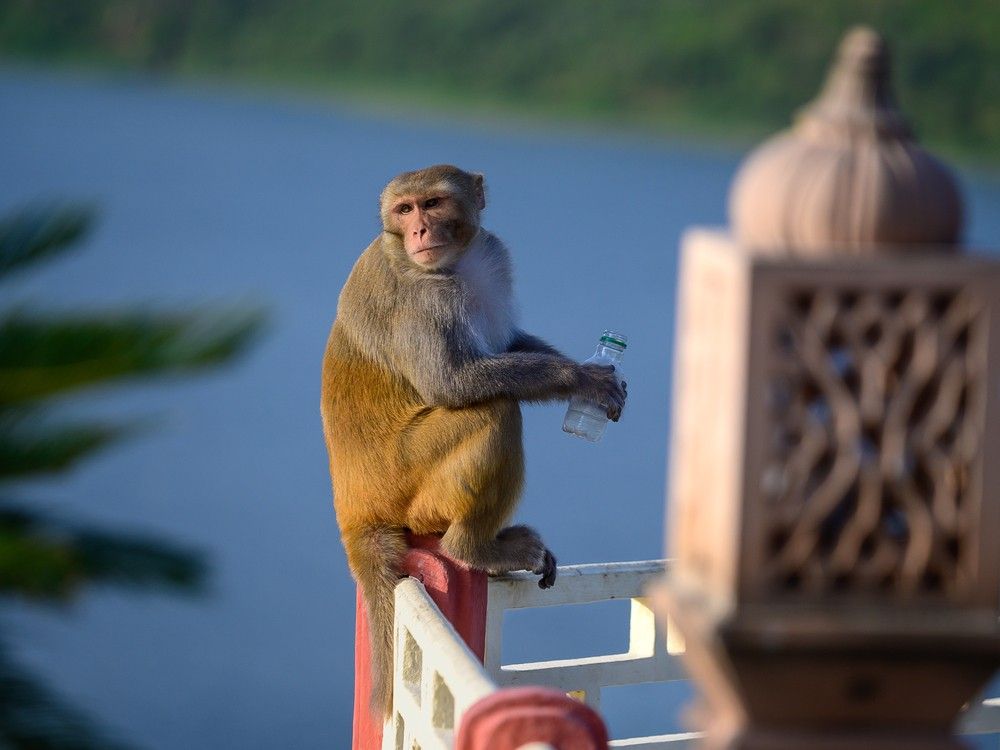 Bad monkey! Travellers share wild tales of rare animal encounters