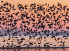 Dunlin in B.C.