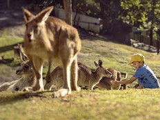Kangaroos seen lounging in their enclosure at Currumbin Wildlife Sanctuary. Visitors are free to feed and interact with the iconic Australian marsupials.