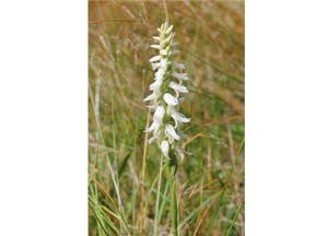 The Great Plains ladies’-tresses photographed in the Burnt Lands, near Almonte. (Photo: Joyce Reddoch)