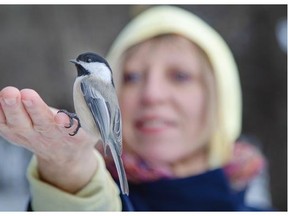 Nada Skerl feeds the chickadees along the Jack Pine trail on the NCC Greenbelt. The bird feeder there is owned and maintained by the Ottawa Field Naturalists’ Club.