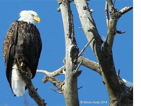 The Bald Eagle, like this one seen in Ottawa, is on the increase in eastern Ontario and the Outaouais region. Watch for them in the Gatineau Park.