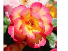 Credit: markcullen.com
 Cutline info: This is a 'Campfire' rose.