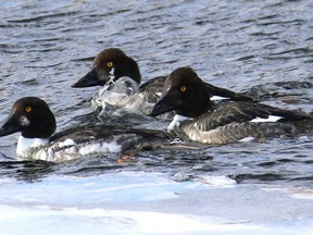 Common Goldeneye ducks on The Mississippi River at Carleton Place Feb. 8/14, in -8C!