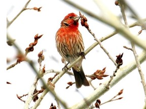 Singing House Finch at the Arboretum Feb.22, 2014