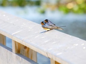 Barn swallows, an endangered species, are agile flyers that catch insects in mid-air and weigh only 17 to 20 grams, or less than one ounce.