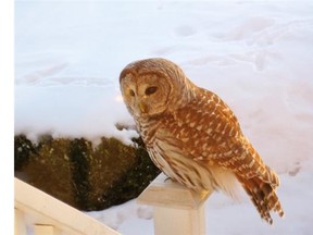 A Barred Owl was a surprise visitor in a Kemptville back yard recently. Laurel Peters