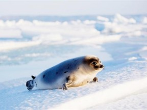 Beginning Monday, Canadian officials will make a last-ditch effort to convince the World Trade Organization (WTO) to end the European Union’s ban on the sale of seal products.