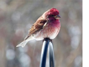 Check your feeders for Purple Finches. I’ve received a number of reports from various locations, including this one seen in Perth. Note the male’s colouration and lack of any streaking on the belly and flanks.  (Joanne Ewart)