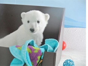 Four months after his birth, Toronto zoo’s polar bear cub finally has a name: meet ‘Humphrey.’