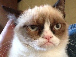 The antics of Grumpy Cat will be featured at the Just for Cats video festival in Ottawa this summer, and across Canada.