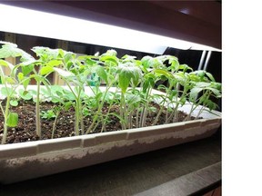 Tomato seeds can be down six weeks before the outdoor planting date.
