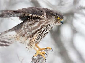 A Merlin spent a few hours hunting Mourning Doves recently at a Shirley’s Bay feeder. This small falcon is rare during the winter months in our region. Photo by Wilson Hum