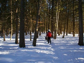 Bush scene near Dunrobin, walking on a deer trail. It almost looks like maple syrup time!