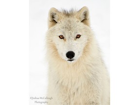 I photographed this Arctic Wolf at Parc Omega Jan 25 2014.