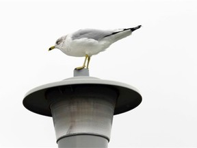 An Ottawa man has been sentenced to five days in jail for beating a gull to death against a brick wall in the ByWard Market last summer.