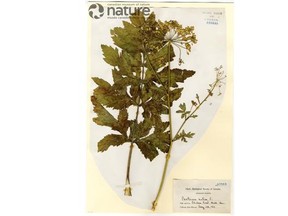 Parsnip plant collected on Chelsea Road in Hull by John Macoun in 1911. Credit the Canadian Museum of Nature
