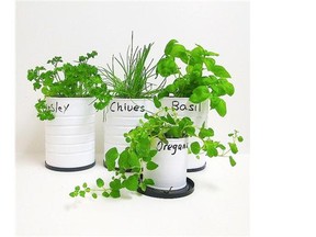 Recycle coffee tins to make pots for growing favourite herbs.