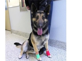 Two-year-old German shepherd Tyson is recovering at the Ottawa Humane Society after allegedly being dragged behind a pickup truck near Carlsbad Springs on Sunday night.