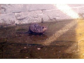 A beaver ostensibly trapped in a lock chamber of the Rideau Canal at Merrickville had locals fretting about its fate over the Easter weekend. It was finally rescued by local volunteer firefighters.