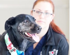 Breezy has recovered significantly from her injuries. She was treated at the Ottawa Humane Society.