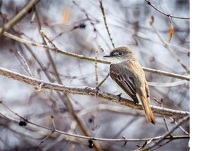 The Eastern Phoebe, this one seen at Mud Lake, is our earliest flycatcher to arrive back in the Ottawa-Gatineau district. These non-descript insect eaters can sometimes be a challenge to identify. Their overall size, shape and colouration is important but watch for their tail-wagging habit and distinctive call — ‘fee-bee.’