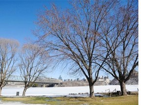 Four trees sit on the bank of the Ottawa River near the Canadian Museum of History Wednesday, April 9, 2014 in Gatineau.